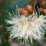 Syzygium paniculatum Flower