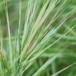 Bromus tectorum Gyümölcs