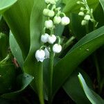 Convallaria majalis Квітка
