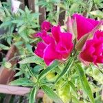 Clarkia amoenaFlower