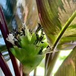 Calathea roseopicta Flor