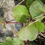 Centella asiatica ഇല