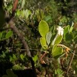 Rhododendron viscosum 花