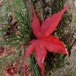 Acer palmatum Rhisgl