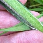 Carex hirta Otro