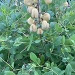 Baptisia alba पत्ता