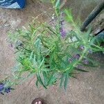 Angelonia biflora Hoja