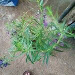 Angelonia biflora Leaf