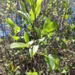 Alnus serrulata Hoja
