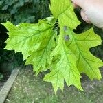 أنواع غير معروفةLeaf