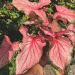 Caladium bicolor (Aiton) Vent.Fuelha