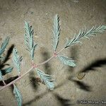 Hoffmannseggia glauca Leaf