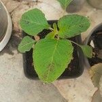 Amaranthus tortuosus Leaf