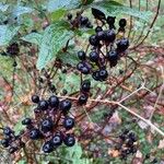 Hypericum androsaemum Fruit