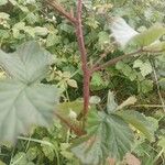 Rubus camptostachys 樹皮