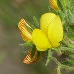 Ononis viscosa Λουλούδι