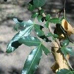Searsia gueinzii Leaf