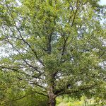 Quercus robur Libunga