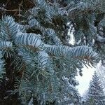 Picea pungens Blad