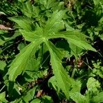 Ranunculus platanifolius Libunga