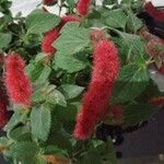 Acalypha herzogiana Květ