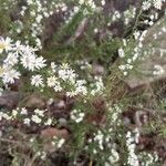 Symphyotrichum ericoidesLapas