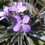 Matthiola maderensis Цветок