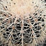 Echinocereus dasyacanthus Yaprak