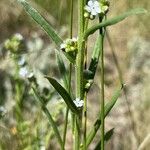 Hackelia floribunda Coajă