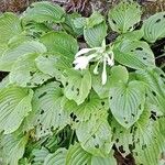 Hosta plantaginea Habitus