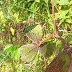 Prionostemma aspera Leaf