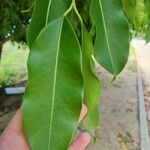 Syzygium cumini पत्ता