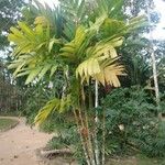 Areca triandra Vivejo