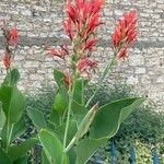 Canna × hybridaŽiedas