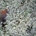 Artemisia stelleriana पत्ता