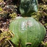 Platanthera orbiculata Leaf