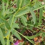 Centaurea nigrescens Φύλλο