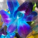 Dendrobium victoriae-reginae Λουλούδι