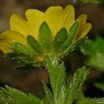 Potentilla brauneana Blomst