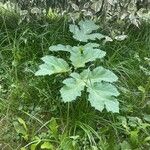 Heracleum sosnowskyi List