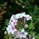 Phlox paniculata Blomst
