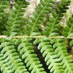 Dryopteris oreades Anders