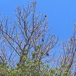 Swietenia mahagoni Плод
