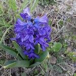 Hyacinthus orientalis Fleur