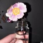 Anemone tomentosa Flor