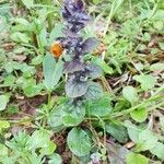 Ajuga pyramidalis Habitus