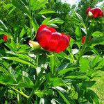 Paeonia peregrina Blad