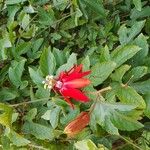 Passiflora vitifolia Flower