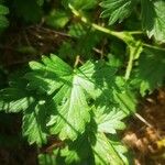 Potentilla aurea Feuille