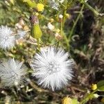 Senecio sylvaticusFruit